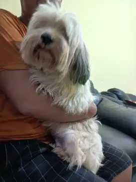 Anjing sitzhu betina dewasa