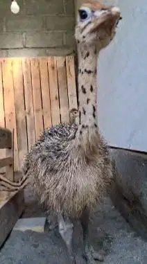 sepasang anakan burung oenta 1 bulanan exotik lucu jinak siap piara ok
