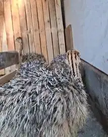 sepasang anakan burung oenta 1 bulanan exotik lucu jinak siap piara ok