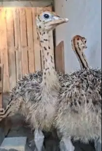 sepasang anakan burung oenta 1 bulanan exotik lucu jinak siap piara ok