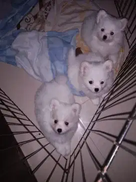 Anak Anjing Minipom Putih