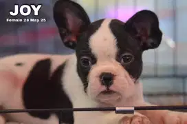 French bulldog puppy betina stambum