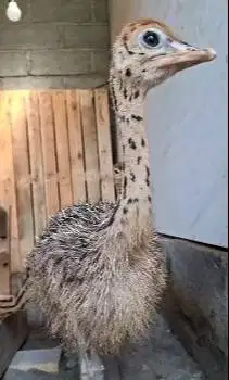 sepasang anakan burung oenta 1 bulanan siap ternak piara hobby2an puas