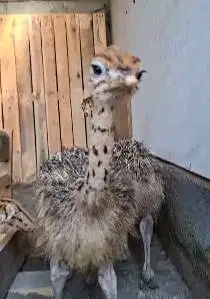 sepasang anakan burung oenta 1 bulanan siap ternak piara hobby2an puas