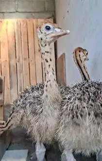 sepasang anakan burung oenta 1 bulanan siap ternak piara hobby2an puas