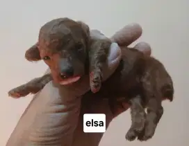 Baby toy poodle