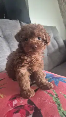 Puppy tiny poodle betina 2 bulan