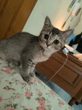 OPEN ADOPT KUCING BSH MIXDOM 3 BULAN/ALL FEMALE