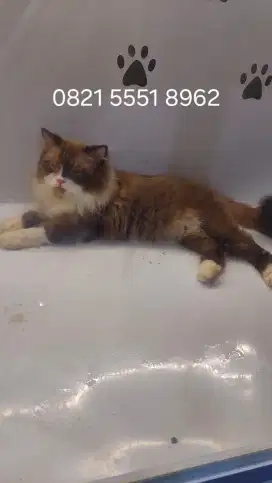 Jasa pacak Kucing Ragdoll