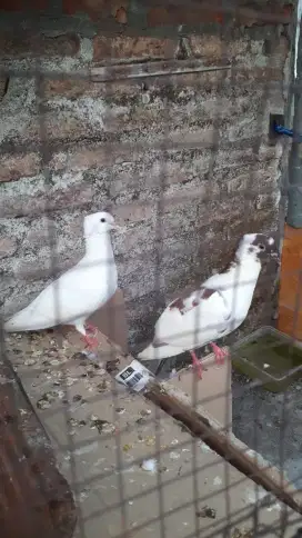 Merpati sepasang
