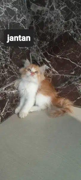 Kitten Persia medium jantan oyen 2 bulan