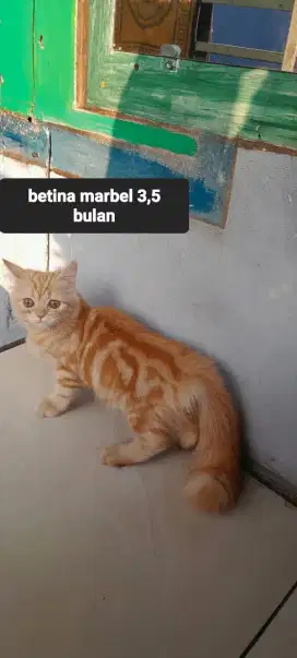 Kitten marbel 3,5 bulan betina