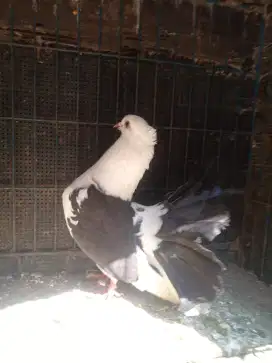 Merpati Hias Beranca (gacor)