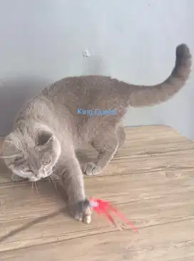 Kucing BSH British Shorthair Blue Solid Jantan 5 bulan Parent Pedigree