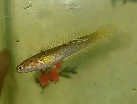 Paket 6 ekor ikan chana limbata
