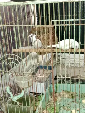 Burung  Finch   putih