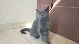 Kucing British short hair jantan