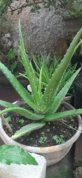 Bibit lidah buaya