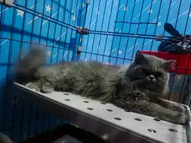 kucing persia mix bsh