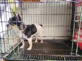 HIBAH CHIHUAHUA BETINA