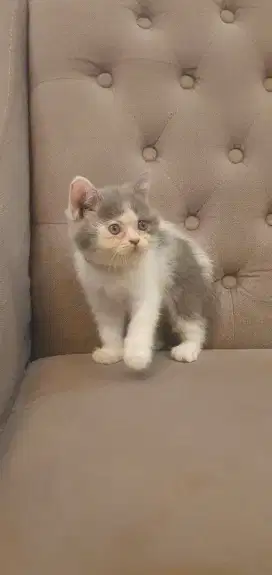 British shorthair kitten