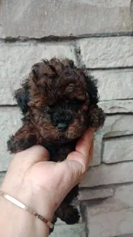 Puppy Poodle Betina