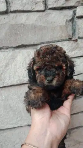 Poodle Jantan/Betina
