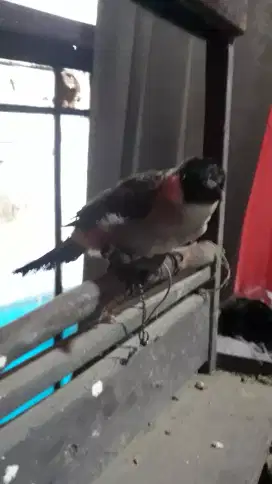 kutilang jinak giplik  uat pikat
