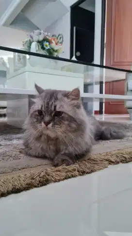 Pacak Kucing Persia (Jantan)