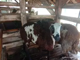 Mangga jual domba induk sama anaknya udh gede