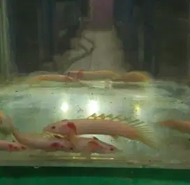 Palmas albino long Fin. SZ 10-12cm