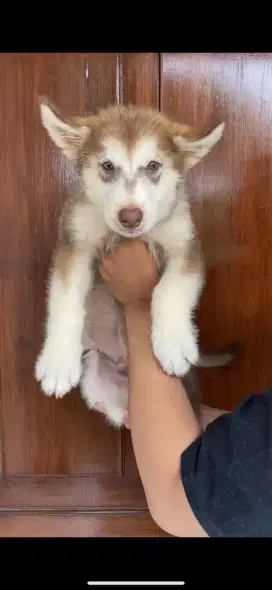 Puppy Alaskan Malamute Jantan