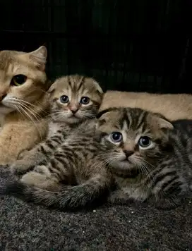 Kucing munchkin fold