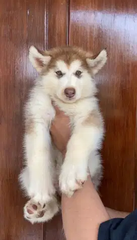 Puppy Alaskan Malamute Betina