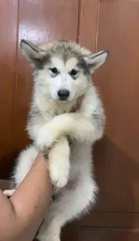 Puppy Alaskan Malamute Betina