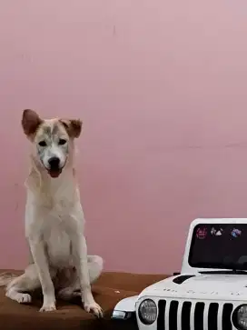 FREE Open Adopt Husky mix Golden