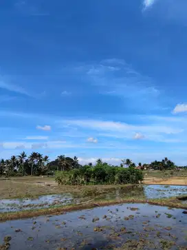 Tanah sewa super murah