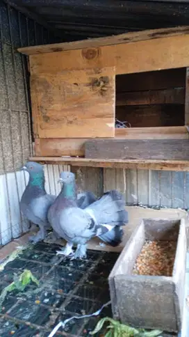 Merpati Kipas Hias