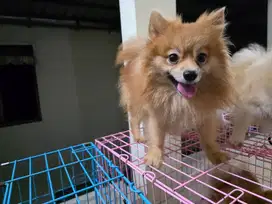 Minipom jantan murah stambum