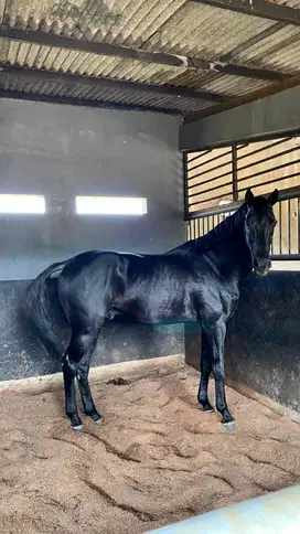 Dijual - Kuda Jantan Hitam Premium (Black Stallion)