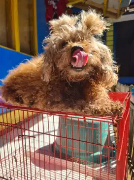Poodle murah betina