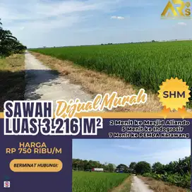 DIJUAL TANAH SAWAH PRODUKTIF SHM LUAS 3216 TANJUNG PURA KARAWANG BARAT