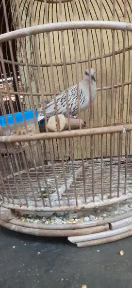 Tekukur kuk 2 paten  leopard  Silver jantan