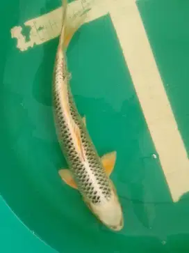 Ikan koi jenis Gin Matsuba 40cm