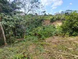 tanah los sungai dan jungle kemenuh