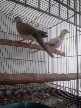 Dijual burung Cuhu jantan dan puter blorok jambul betina