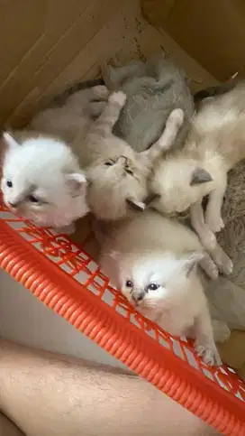 Kucing persia himalaya