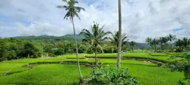 Dijual murah tanah ada sawah dan rumah view gunung Lokon Woloan Tomoho