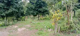 Tanah Perkebunan Durian