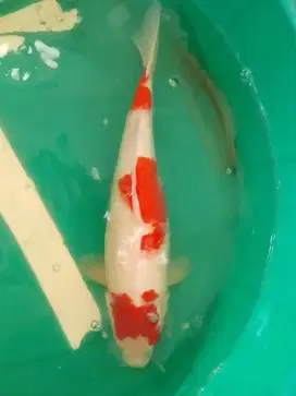 Ikan koi jenis Kohaku 43cm HQ